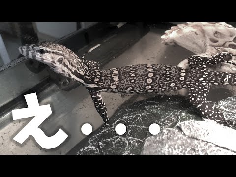 なんでこうなった・・・？【衝撃】(YouTube)