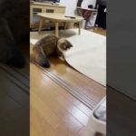 少しだけ痛い目にあった猫 #Shorts(YouTube)
