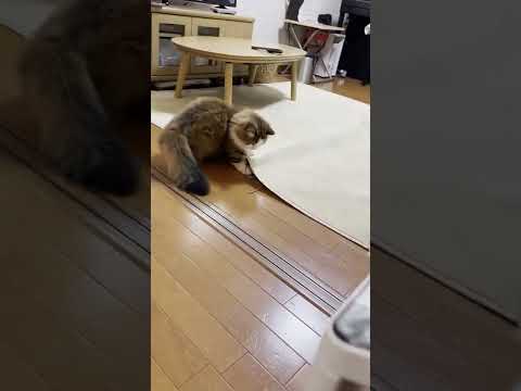 少しだけ痛い目にあった猫 #Shorts(YouTube)