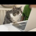 入院中の飼い主とビデオ電話したら猫の反応がかわいすぎました…笑(YouTube)