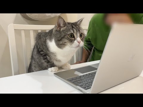 入院中の飼い主とビデオ電話したら猫の反応がかわいすぎました…笑(YouTube)