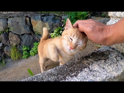 猫島の港近くの神社に行くと子猫の兄弟が遊びにきて楽しい(YouTube)