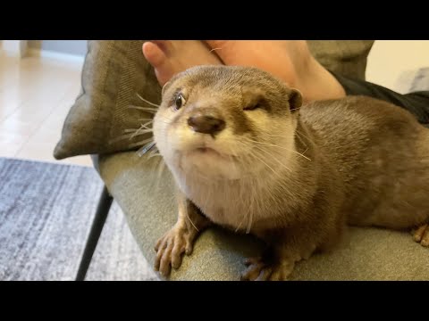 超大暴れ怪獣カワウソさくら otter playing alone, which is rare, was super rambunctious.(YouTube)