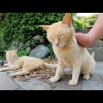 仲良しだけど、よそ者には厳しい茶トラ猫兄弟(YouTube)