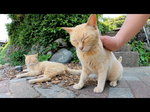 仲良しだけど、よそ者には厳しい茶トラ猫兄弟(YouTube)