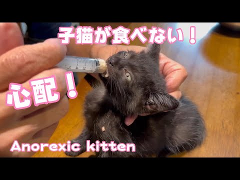心配！食べれなくなった子猫ペンちゃん　Anorexic kitten(YouTube)