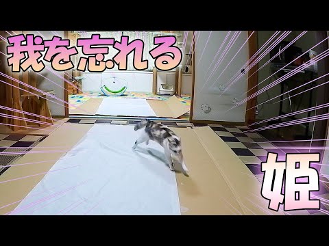 キッチンパネルの包み紙に我を忘れるネコ吉の姿が猫部屋カメラに捉えられる‥【DIYでおんぼろキッチンをリフォーム番外編③】(YouTube)