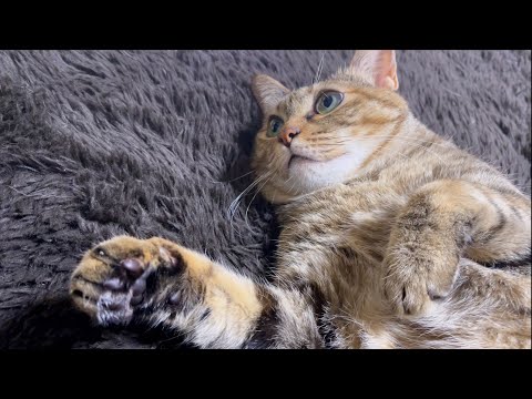日中寝すぎて夜エンジェルボイスで甘えてくる茶トラ猫♥(YouTube)