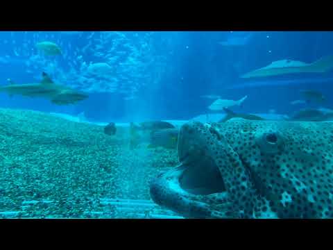 【海遊館】さかなそれぞれ(YouTube)