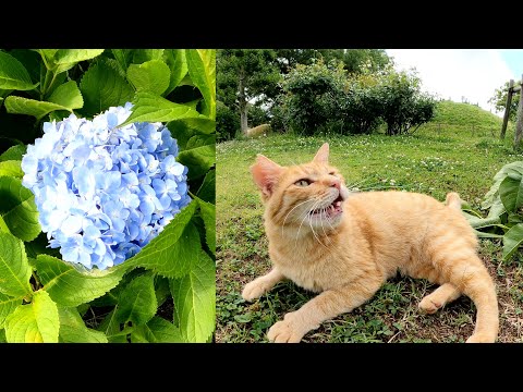 アジサイの花を眺める茶トラ猫ちゃんをモフる(YouTube)