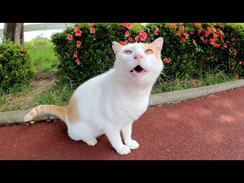 茶シロ猫をお迎えに行って、いつものベンチまで一緒に歩く(YouTube)