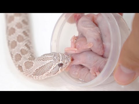 蛇たちの一口マウスバイキング(YouTube)