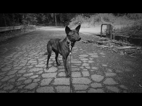 【違法】トラバサミの罠に掛かり片足を失った甲斐犬の散歩(YouTube)