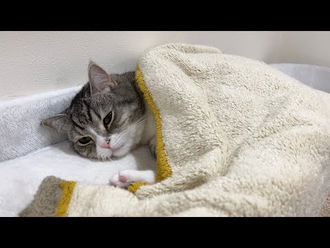 もち様が体調を崩してしまいました。(YouTube)
