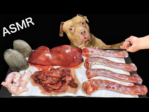 家鴨の骨を噛み砕くピットブルの咀嚼音が気持ちよくて眠くなる【閲覧注意ASMR】(YouTube)