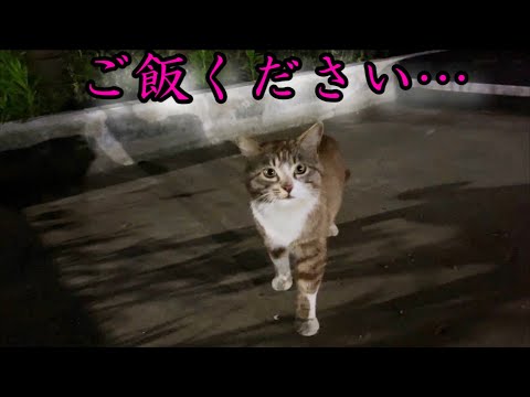お墓のお供物を分けてくださいと訪ねてきた小さな訪問者はまさかの・・・(YouTube)