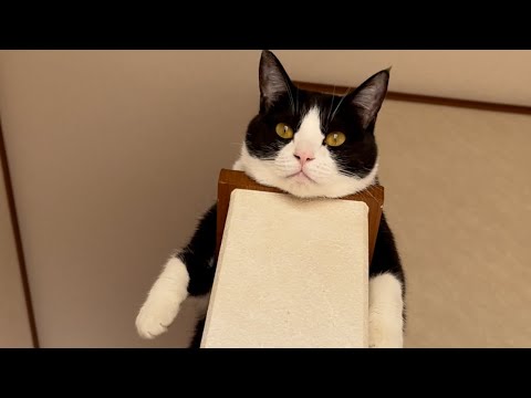「落ちたらどうするの？」と思うところで寛ぐクセスゴな猫(YouTube)