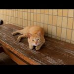 漁協のベンチに猫が寝ていたので隣に座って撫でるといつの間にか他の猫に取り囲まれていた(YouTube)