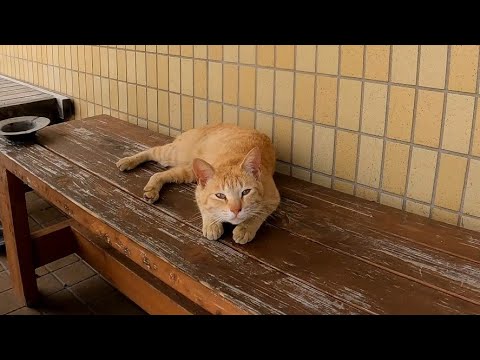 漁協のベンチに猫が寝ていたので隣に座って撫でるといつの間にか他の猫に取り囲まれていた(YouTube)