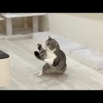 侵入してきた虫にブチ切れてとんでもない速さでKOする猫がすごすぎた…(YouTube)