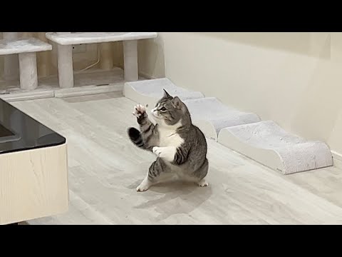 侵入してきた虫にブチ切れてとんでもない速さでKOする猫がすごすぎた…(YouTube)