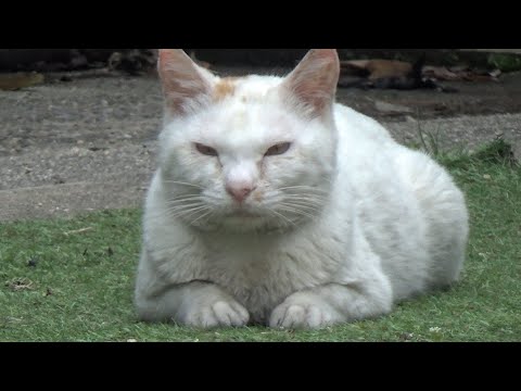 年下猫に手加減されるも本気な猫(YouTube)