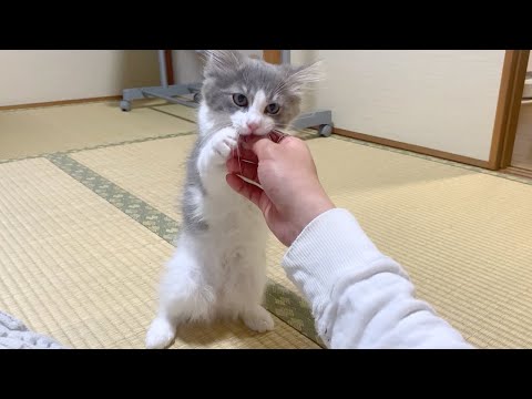子猫が急に不可解な行動を起こし始めました(YouTube)