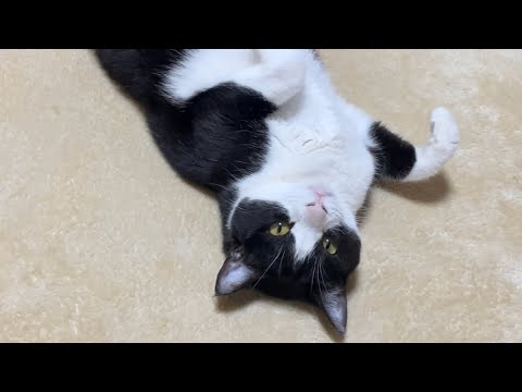 電池が切れたように微動だにしない猫に名前を囁いてみたら・・・(YouTube)