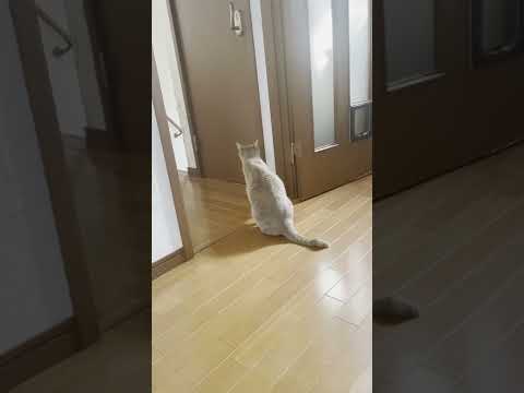 修学旅行でいない息子を健気に探す猫(YouTube)