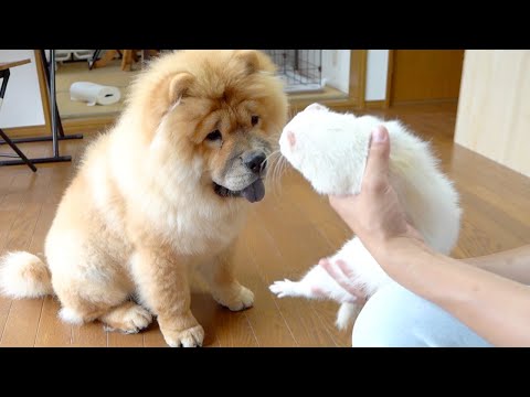 どうしてもフェレットと遊びたいチャウチャウ犬(YouTube)
