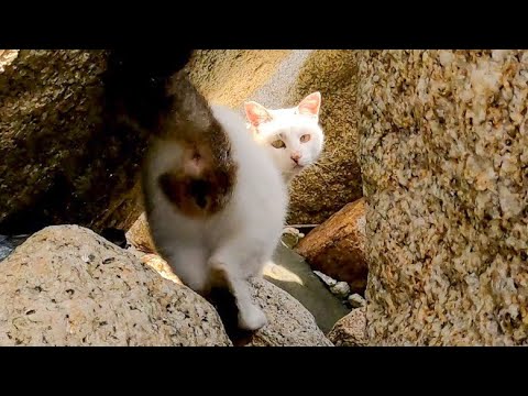 沿岸パトロール中の野良猫に付いていってみた(YouTube)