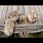 木製の柵に抱きついて遊ぶキジトラ猫(YouTube)