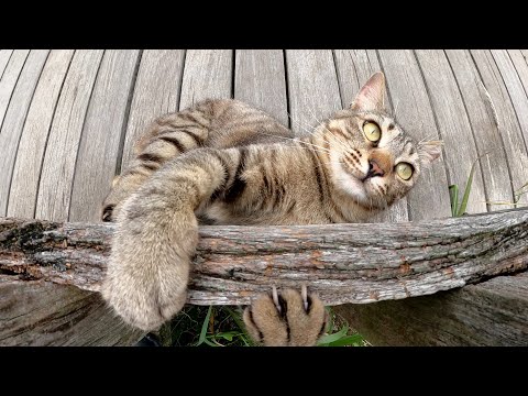 木製の柵に抱きついて遊ぶキジトラ猫(YouTube)