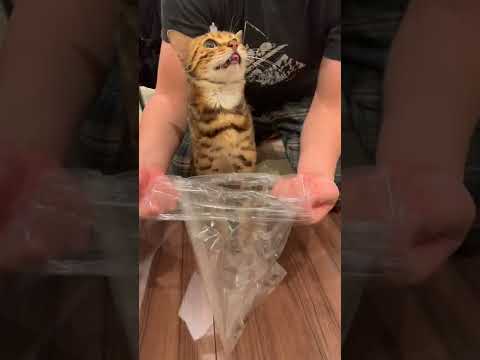 吐く前に鳴いて教えてくれる猫さん(YouTube)