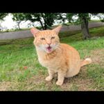 人懐っこい茶トラ猫と一緒に丘を登って広々とした公園を散歩する(YouTube)