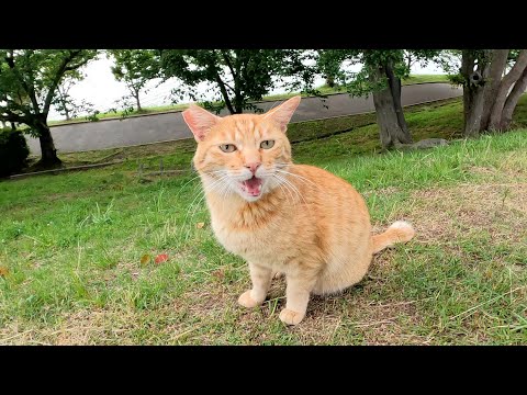 人懐っこい茶トラ猫と一緒に丘を登って広々とした公園を散歩する(YouTube)