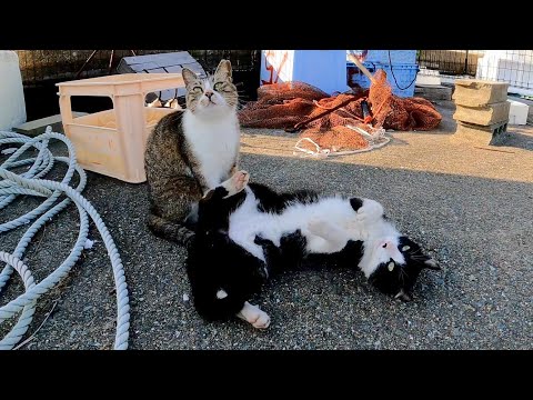 漁港のハチワレ猫、散歩中に出会ったキジ白猫ちゃんに思わず頭突き(YouTube)
