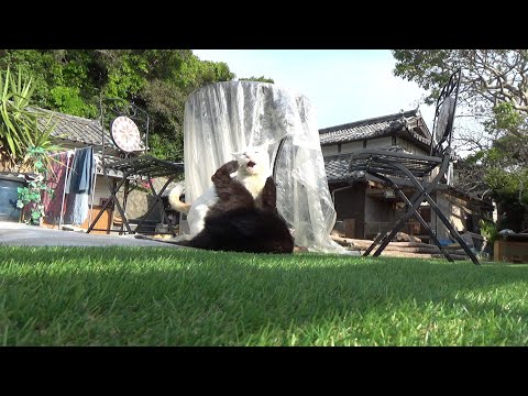 犬に追いかけられる猫の逃げ足が速すぎる！(YouTube)