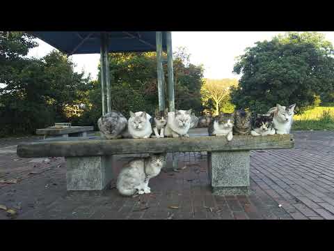 感動猫動画 の朝の猫島ライブ配信(YouTube)
