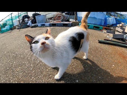 漁港の資材置場にいた三毛猫がモフられに寄ってきた(YouTube)