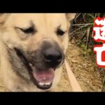 【犬が逃げた時】対処方法　（リメイク版）(YouTube)