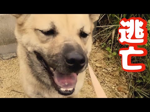 【犬が逃げた時】対処方法　（リメイク版）(YouTube)