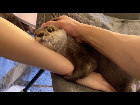 カワウソと３人で固く握手したら爆笑した otter and I shook hands firmly, the three of us, and we laughed.(YouTube)