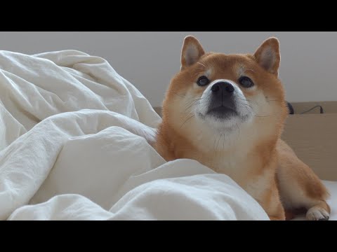 横になるママを神介護する柴犬。(YouTube)