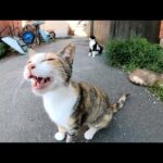 三毛猫が他の猫達の前に立ちはだかって「モフってくれ！」と要求する(YouTube)