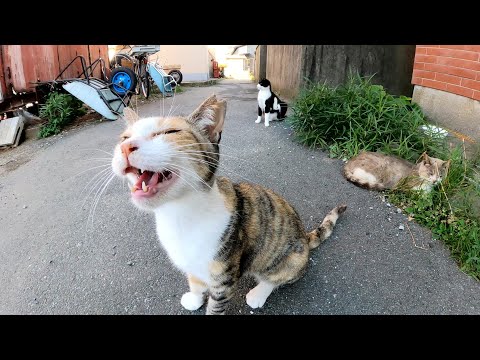 三毛猫が他の猫達の前に立ちはだかって「モフってくれ！」と要求する(YouTube)