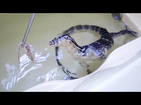 お風呂で泳ぐオオトカゲに肉をあげると・・・(YouTube)