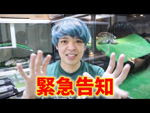 緊急告知(YouTube)