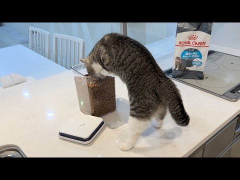ごはんの蓋を閉め忘れたら食いしんぼな猫が食べ放題でこうなりましたw(YouTube)