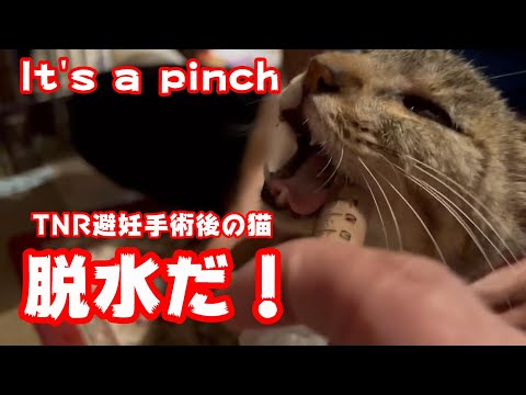 ピンチ！脱水症状の猫！(YouTube)